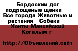 Бордоский дог подрощеные щенки.  - Все города Животные и растения » Собаки   . Ханты-Мансийский,Когалым г.